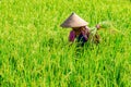 Woman in a pink jacket and a traditional conical hat collecting rice on a paddy field, Bali, Indonesia Royalty Free Stock Photo