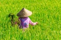 Woman in a pink jacket and a traditional conical hat collecting rice on a paddy field, Bali, Indonesia Royalty Free Stock Photo