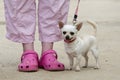 A woman in pink sandals with a chihuahua Royalty Free Stock Photo