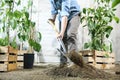 Woman plant in the vegetable garden, work by digging spring soil with shovel, near boxes full of sweet pepper plants