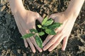 Woman planted a tree on a drought-stricken land. Royalty Free Stock Photo