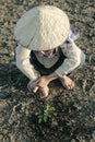 Woman planted a tree on a drought-stricken land. Royalty Free Stock Photo