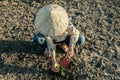 Woman planted a tree on a drought-stricken land. Royalty Free Stock Photo