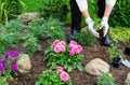 Woman is planting african marigold tagetes seedlings in the flower garden