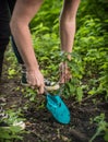 Woman planting a baby oak tree in the ground Royalty Free Stock Photo