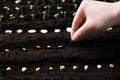 Woman planting beans in fertile soil, closeup. Vegetable seeds Royalty Free Stock Photo