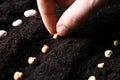 Woman planting chickpea seeds in fertile soil, closeup. Vegetables growing Royalty Free Stock Photo