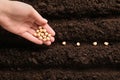 Woman planting chickpea seeds into fertile soil, top view. Vegetable growing Royalty Free Stock Photo