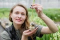 Woman planting flower bulbs in soil for growing in a greenhouse Royalty Free Stock Photo