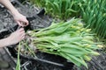 Woman planting flower bulbs in soil for growing in a greenhouse Royalty Free Stock Photo