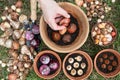 Woman planting flower bulbs of tulips, hyacinths and other in flower pots Royalty Free Stock Photo