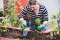 Woman planting a flower into a raising bed Royalty Free Stock Photo