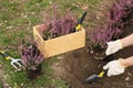 Woman planting flowering heather shrub outdoors, closeup