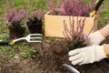 Woman planting flowering heather shrub outdoors, closeup