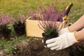 Woman planting flowering heather shrub outdoors, closeup