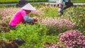 Woman Planting Flowers farm in china