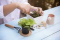 Woman planting flowers into flower pot on wooden table. Gardening at . Potted plant in window box on Blue wood background Royalty Free Stock Photo