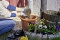 Woman planting flowers violas in her sunny backyard in a plant pot with flowerpot earth kneeling next to pebbles Royalty Free Stock Photo