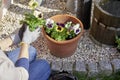 Woman planting flowers violas in her sunny backyard in a plant pot with flowerpot earth kneeling next to pebbles and wearing Royalty Free Stock Photo