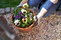 Woman planting flowers violas in her sunny backyard in a plant pot with flowerpot earth kneeling next to pebbles and wearing Royalty Free Stock Photo