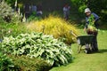 Woman planting in garden with wheelbarrow