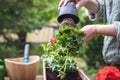 Repotting pelargonium plant seedling in garden