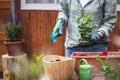 Woman planting geranium plant into flower pot