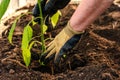 Woman planting homegrown seedlings of pepper in a greenhouse in the garden