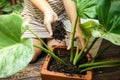 Woman planting houseplant. Filling pot with growing media