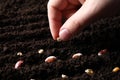 Woman planting pea in fertile soil, closeup. Vegetable seeds Royalty Free Stock Photo