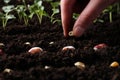 Woman planting pea seeds in fertile soil, closeup. Vegetables growing Royalty Free Stock Photo