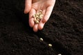 Woman planting pea seeds into fertile soil, closeup. Vegetable growing Royalty Free Stock Photo