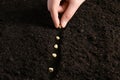 Woman planting pea seeds into fertile soil, closeup. Vegetable growing Royalty Free Stock Photo