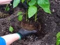 Woman planting pepper plant seedlings into the soil