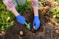 Woman planting potatoes in the backyard