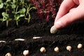 Woman planting pumpkin seeds into fertile soil, closeup. Vegetable growing Royalty Free Stock Photo