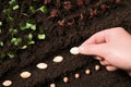 Woman planting pumpkin seeds into fertile soil, closeup. Vegetable growing Royalty Free Stock Photo