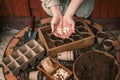 Woman planting pumpkin seeds for germination into biodegradable peat pots Royalty Free Stock Photo