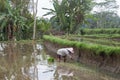 Woman planting rice on Bali, Indonesia