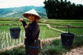 Woman planting rice in the paddies at rural village area in the middle of the farmland