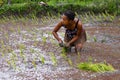 Woman planting rice into the paddy fields