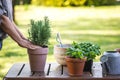 Woman planting rosemary herb into flower pot