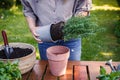 Woman planting rosemary herb into flower pot on table