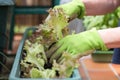 Woman is planting salad seedlings in her own garden, urban gardening