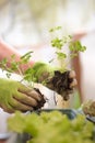 Woman is planting salad seedlings in her own garden, urban gardening