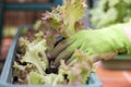 Woman is planting salad seedlings in her own garden, urban gardening Royalty Free Stock Photo