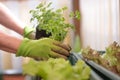 Woman is planting salad seedlings in her own garden, urban gardening