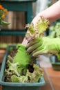 Woman is planting salad seedlings in her own garden, urban gardening