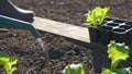 Farmer planting young salad seedlings.