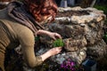 Woman planting a Saxifraga bryoides on a rock wall or stone raised bed Royalty Free Stock Photo